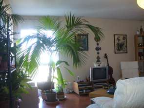 Location Appartement T1Toulouse
