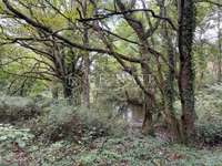 Bois, forêt et étang Bois, forêt et étang