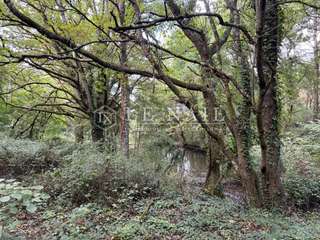 Bois, forêt et étang