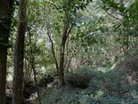 Bois, forêt et étang Bois, forêt et étang