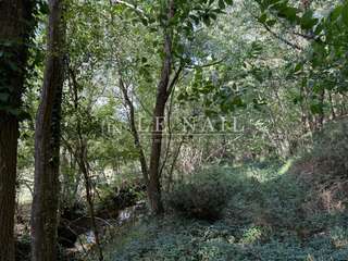 Bois, forêt et étang