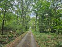 Bois, forêt et étang Bois, forêt et étang