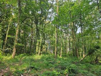 Bois, forêt et étang Bois, forêt et étang