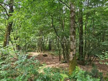 Bois, forêt et étang Bois, forêt et étang