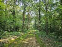 Bois, forêt et étang Bois, forêt et étang