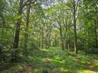 Bois, forêt et étang Bois, forêt et étang