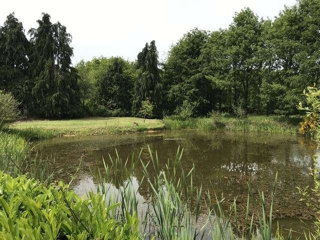 Bois Forêt étang à Vendre Dans Le 41
