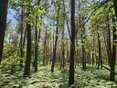 Bois, forêt et étang Courcelles-la-Forêt - 72