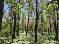 Bois, forêt et étang