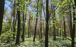 Photo Bois, forêt et étang Courcelles-la-Forêt
