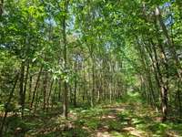 Bois, forêt et étang