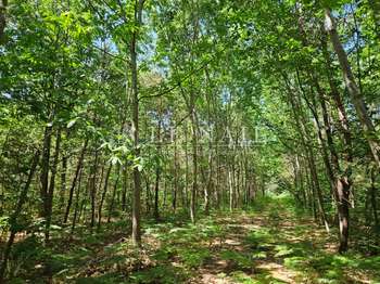 Bois, forêt et étang
