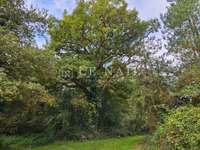 Bois, forêt et étang
