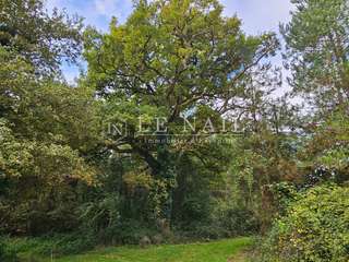 Bois, forêt et étang