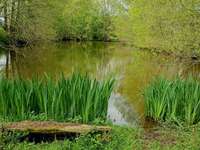 Bois, forêt et étang Bois, forêt et étang
