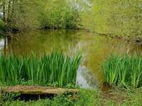 Bois, forêt et étang Bois, forêt et étang