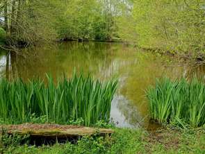 Vente Bois, forêt et étangMaisoncelles-du-Maine