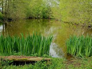 Bois, forêt et étang