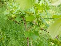 Bois, forêt et étang Bois, forêt et étang