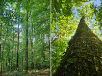 Bois, forêt et étang Bois, forêt et étang