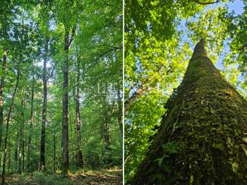 Bois, forêt et étang Bois, forêt et étang