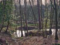 Bois, forêt et étang 3 pièces Bois, forêt et étang 3 pièces