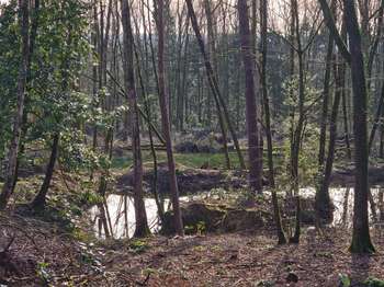 Photo Bois, forêt et étang Rives d'Andaine