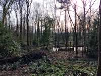 Bois, forêt et étang 3 pièces Bois, forêt et étang 3 pièces