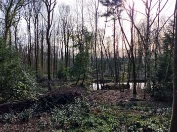 Bois, forêt et étang 3 pièces Bois, forêt et étang 3 pièces