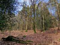 Bois, forêt et étang 3 pièces Bois, forêt et étang 3 pièces