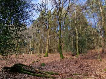 Bois, forêt et étang 3 pièces Bois, forêt et étang 3 pièces