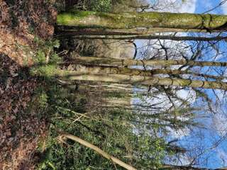 Bois, forêt et étang