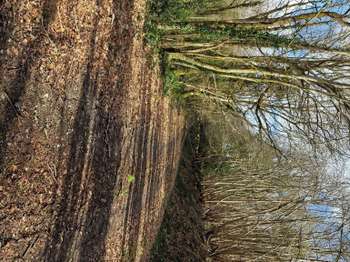 Bois, forêt et étang Bois, forêt et étang