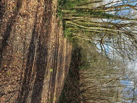 Bois, forêt et étang