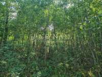Bois, forêt et étang Bois, forêt et étang