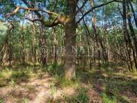 Bois, forêt et étang Bois, forêt et étang