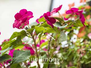 Bureaux et commerces 6 pièces