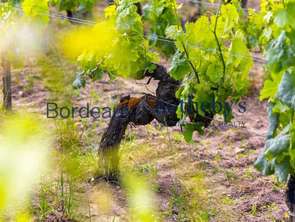 Vente Demeure d'exception 5 piècesBordeaux