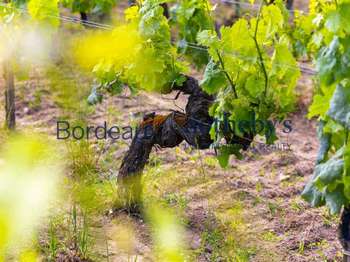 Vente Demeure d'exception 5 piècesBordeaux