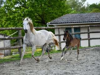 Divers ventes 5 pièces