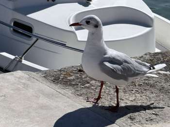 Vente DiversLa Flotte
