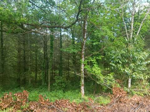 Divers ventes Malguénac 56