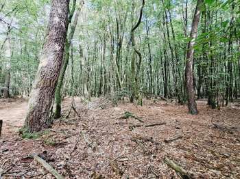 Vente DiversPlélan-le-Grand