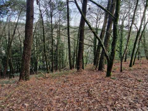 Divers ventes Plumelec 56