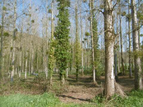 Divers ventes Pont-Farcy 50