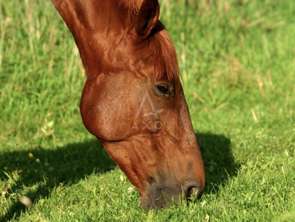 Vente Divers 4 chambresSées