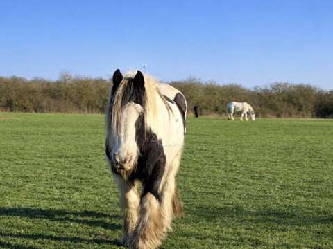 Divers ventes 11 pièces