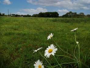 Vente Terrain 800 m&sup2;Plonéour-Lanvern
