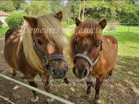 Longère et corps de ferme 9 pièces