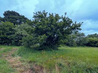 Longère et corps de ferme 5 pièces